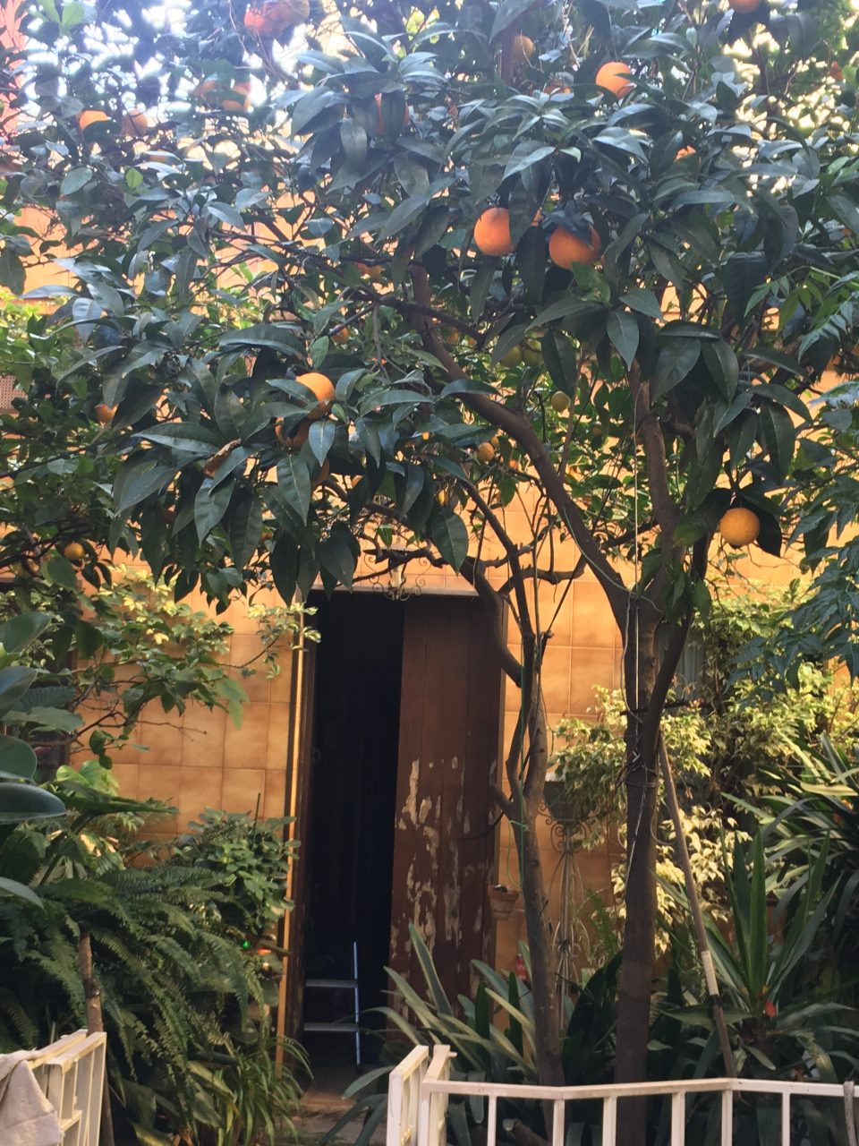 patio con los árboles de las naranjas y limons